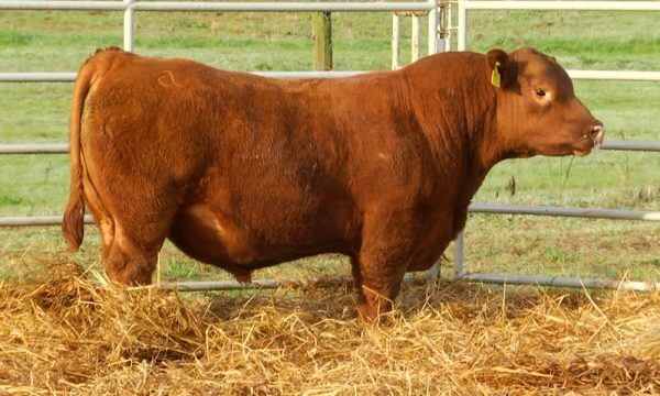 CORRAL 12 - N. Y630