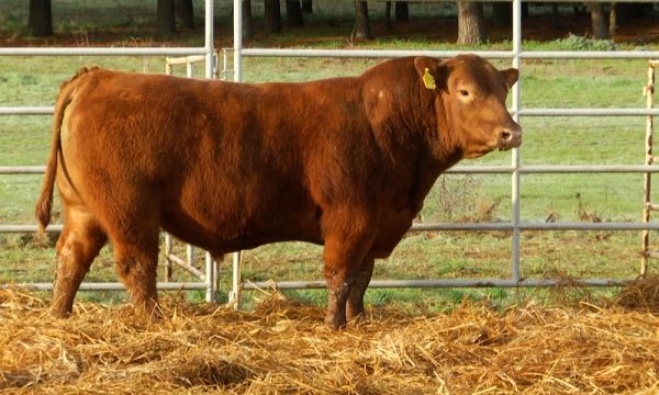 CORRAL 18 - N. Y632