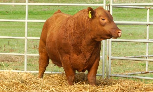 CORRAL 5 - N. Y634