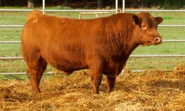 CORRAL 18 - N. Y636