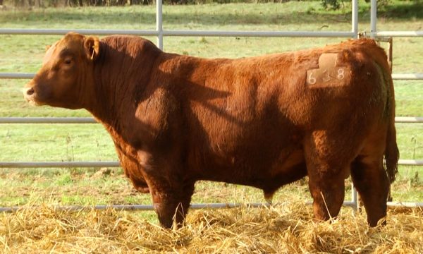 CORRAL 18 - N. Y638