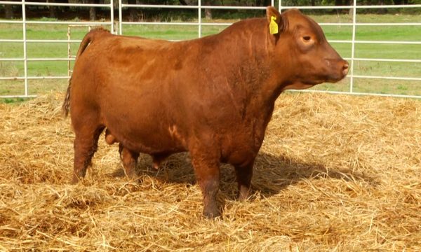 CORRAL 5 - N. Y656