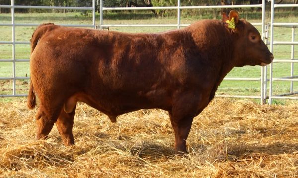 CORRAL 12 - N. Y658