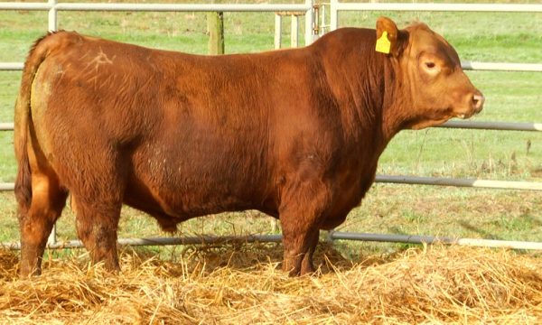 CORRAL 18 - N. Y660