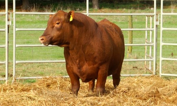 CORRAL 5 - N. Y662
