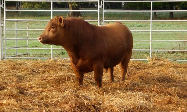 CORRAL 21 - N. Y668