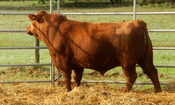 CORRAL 23 - N. Y702
