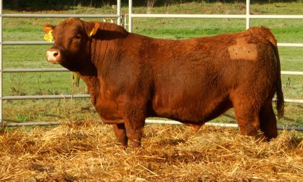 CORRAL 23 - N. Y704