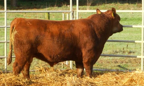 CORRAL 21 - N. Y710