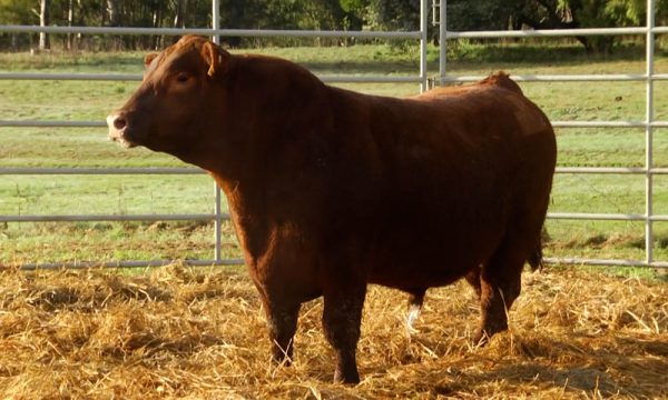 CORRAL 21 - N. Y712