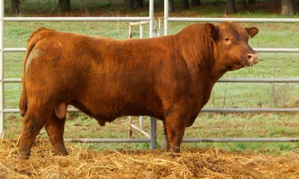 CORRAL 23 - N. Y724