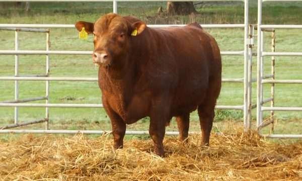 CORRAL 21 - N. Y730