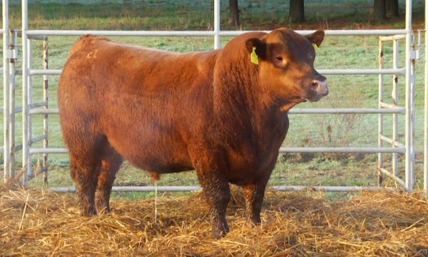 CORRAL 21 - N. Y734