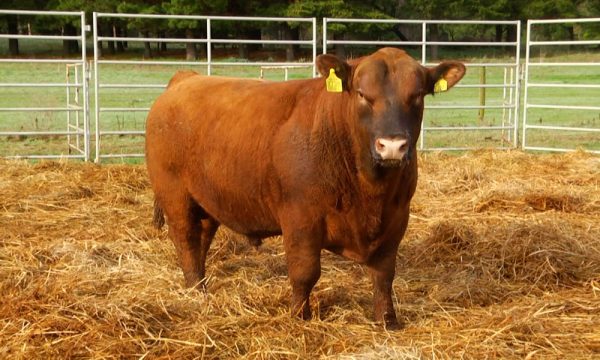 CORRAL 21 - N. Y738
