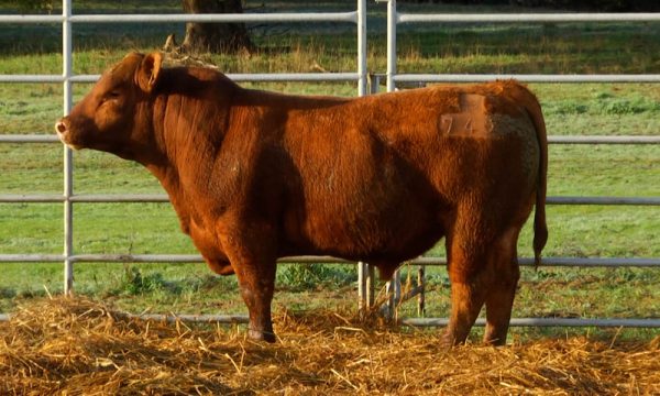 CORRAL 21 - N. Y740