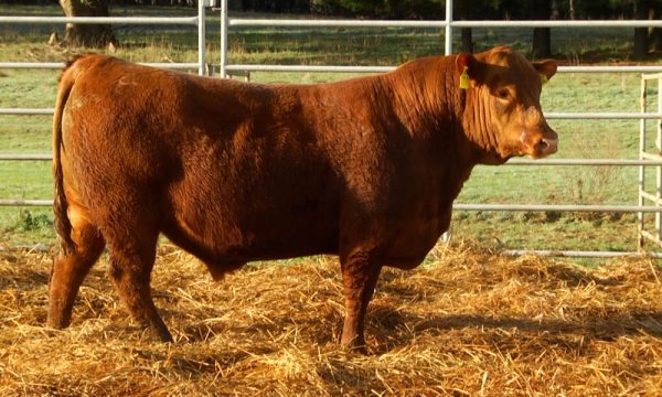 CORRAL 23 - N. Y756