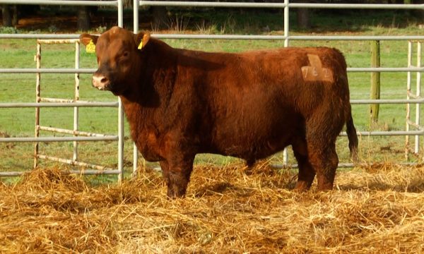 CORRAL 21 - N. Y762